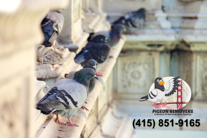 pigeon removal near me
