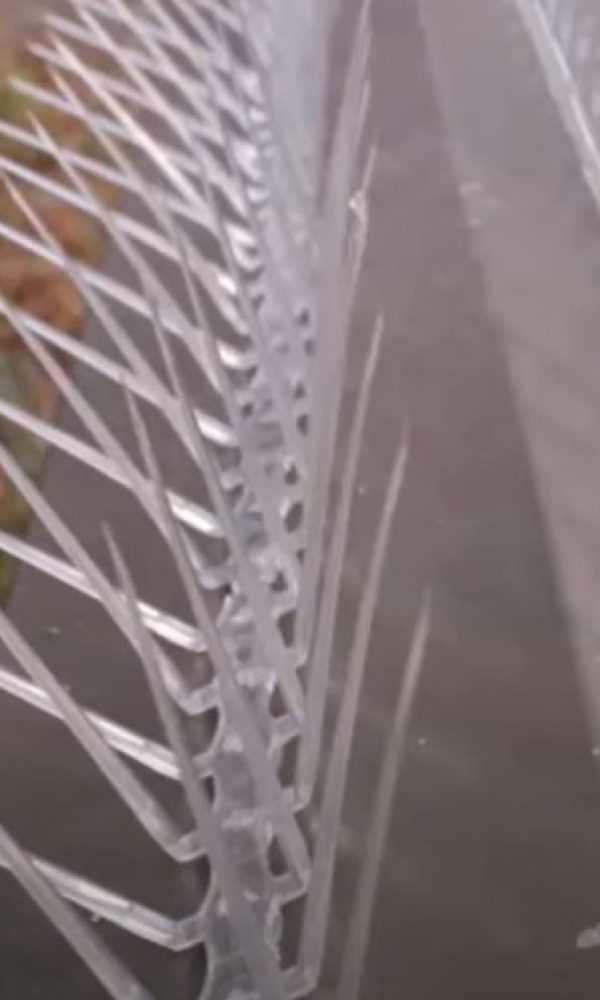 bird spikes